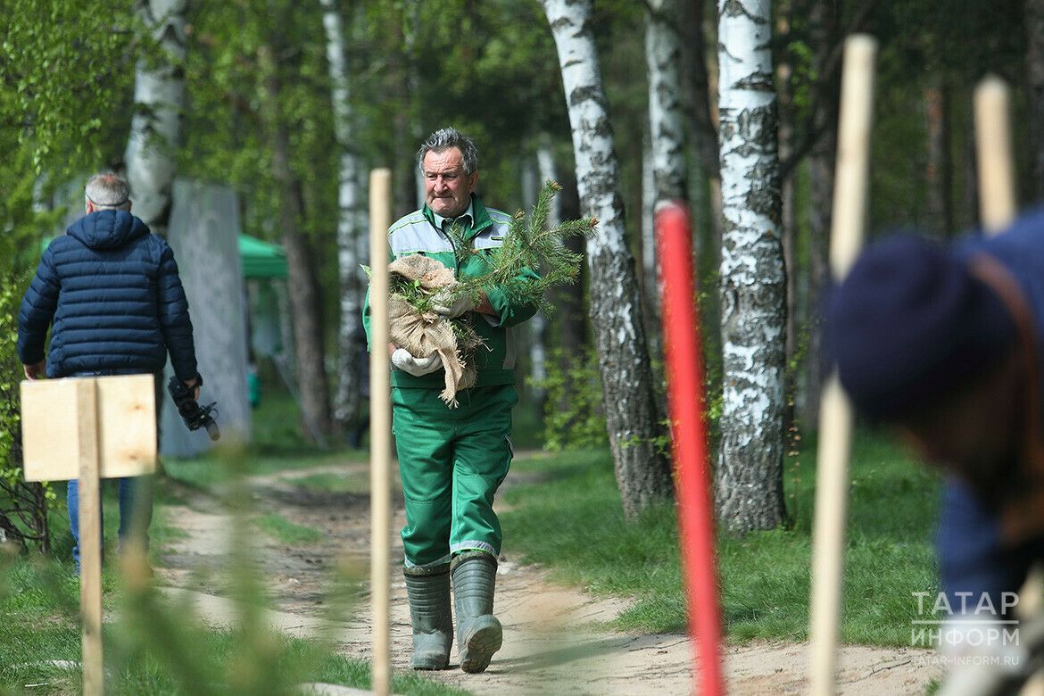 В Татарстане участники акции Сад памяти посадили 1,5 млн саженцев