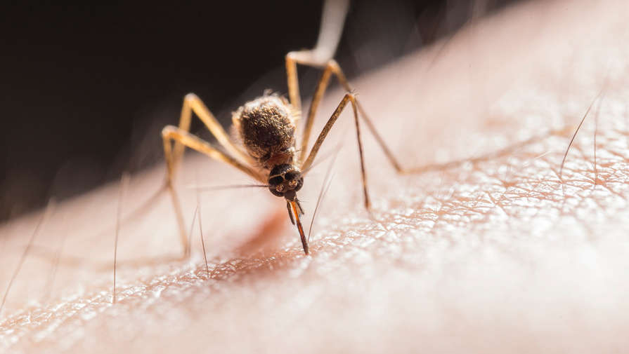 Ученые предупредили о вторжениях самых опасных насекомых в мире из-за меняющегося климата