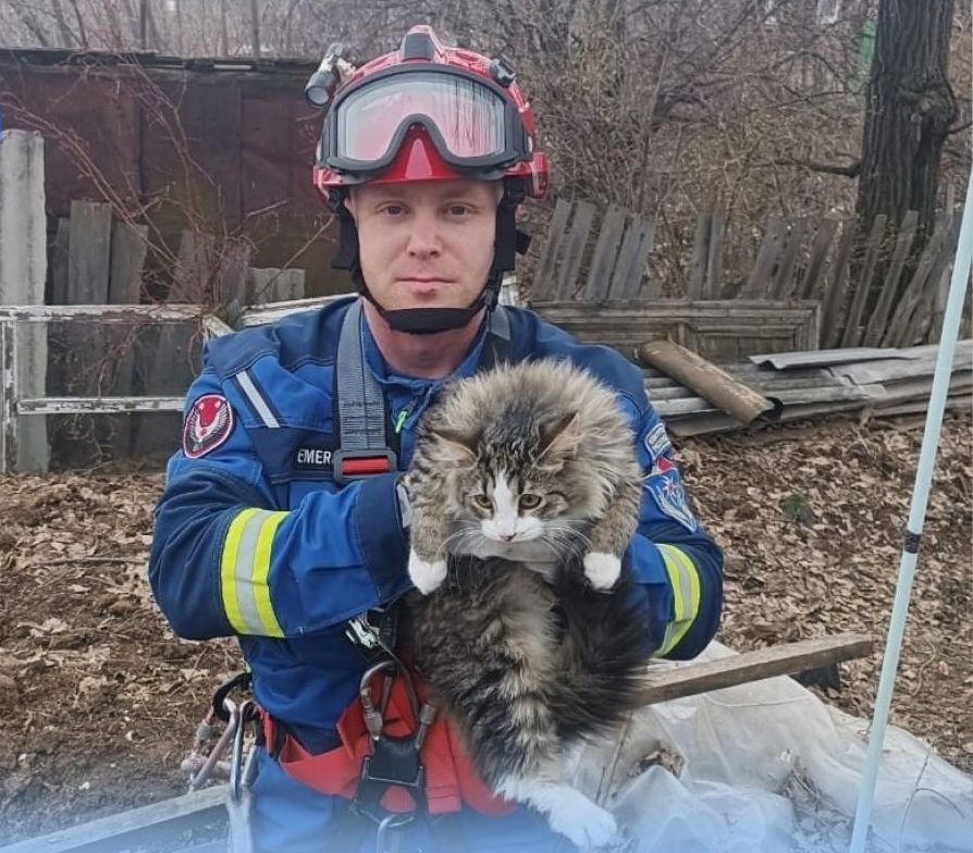 Спасатели Удмуртии спустили кота, который почти неделю провёл на дереве